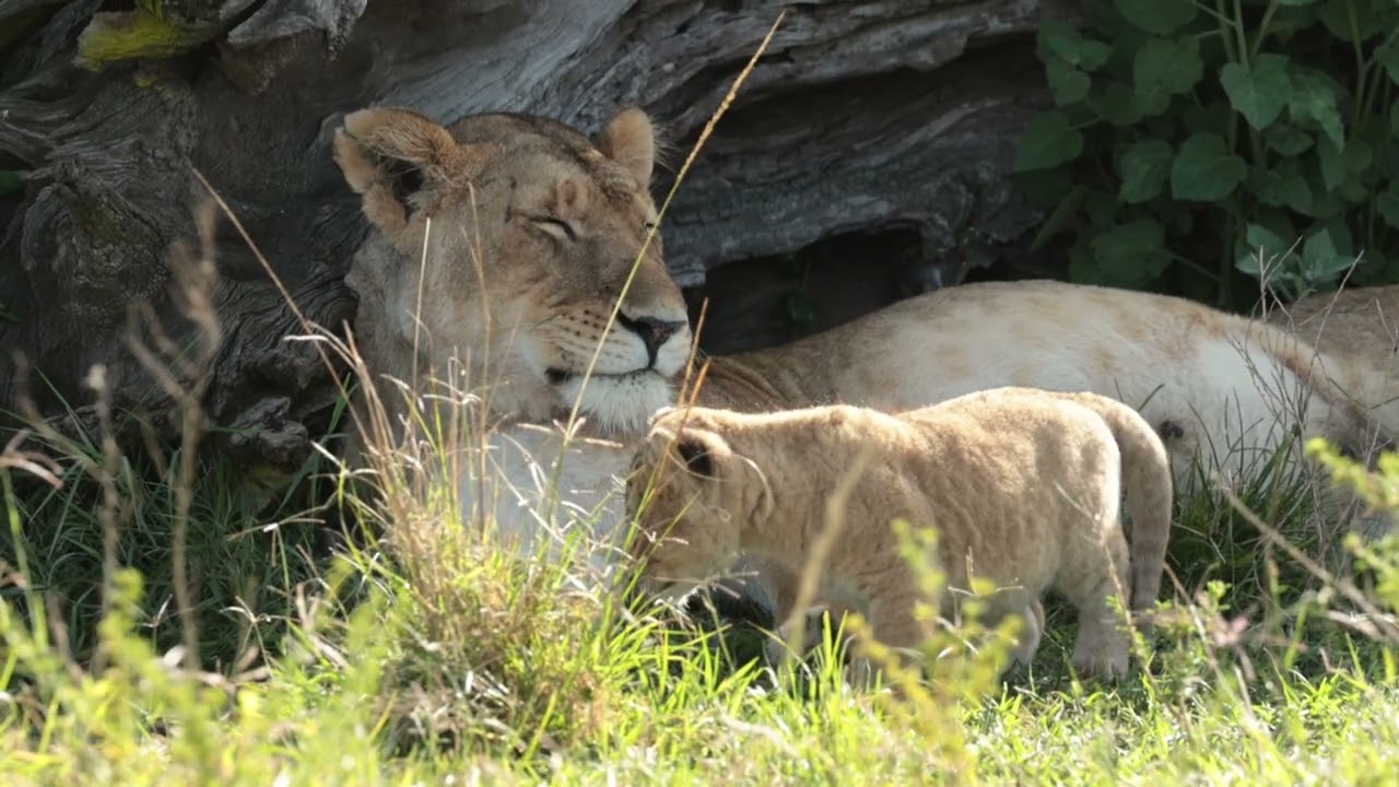 Marsh Pride lioness with two young cubs. Masai Mara ,Kenya
