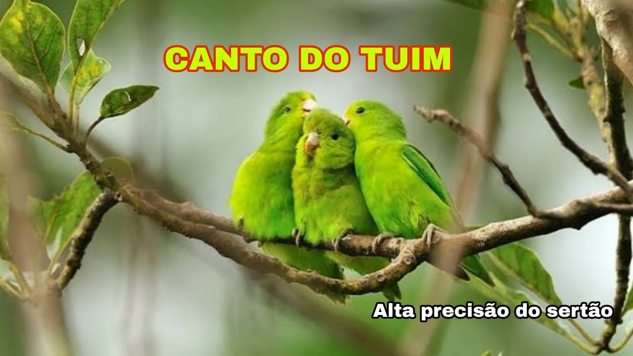 Canto do Tuim / Chuim / Cuiubinha / Papacu  | Blue-winged Parrotlet | Forpus Xanthopterygius