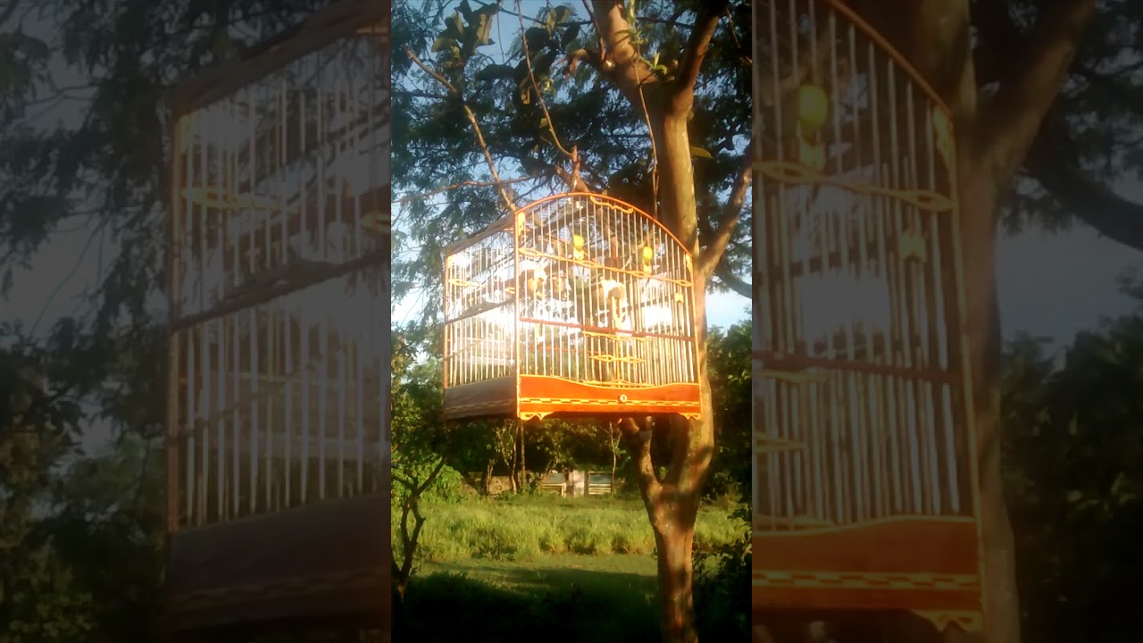 Fibrando meu Coleiro Pardo