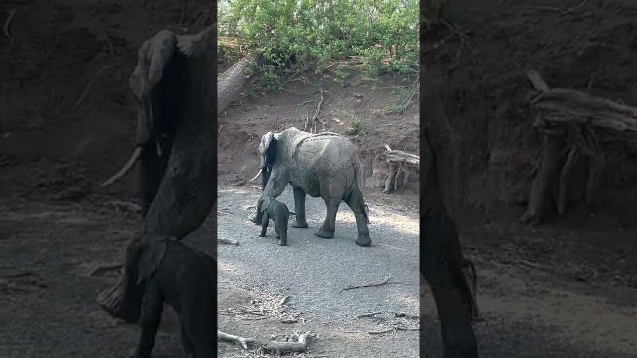 Day Old Baby Elephant Getting a Mud Bath