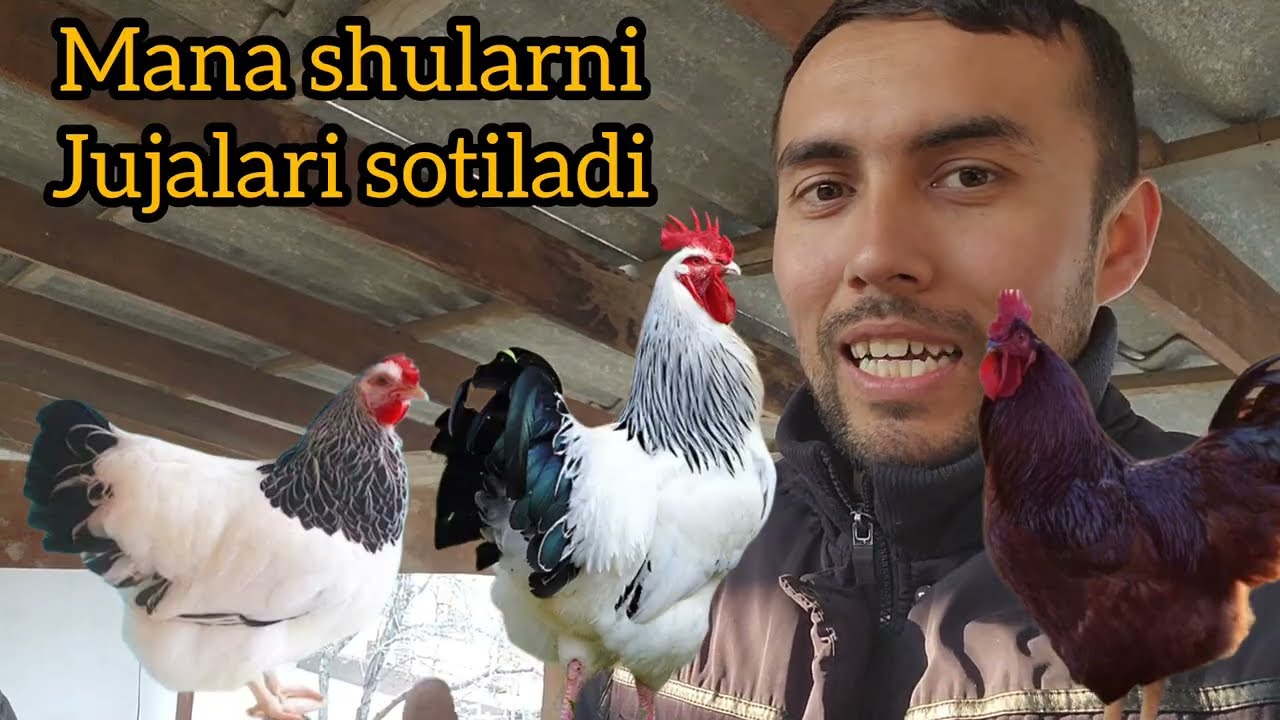 ADLER VA XANXYAP JUJALARI SOTUVI BOSHLANDI