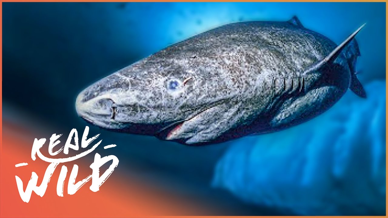 The Greenland Shark: The Search For A 400-Year-Old Monster | Natural Kingdom | Real Wild