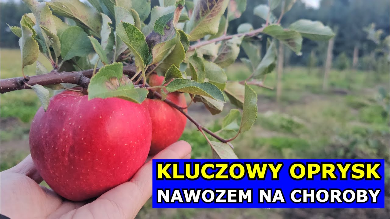 Kluczowy Oprysk Drzewek Nawozem Jesienią. Na Parcha Jabłoni, Gruszy, Choroby Drzew Owocowych Mocznik
