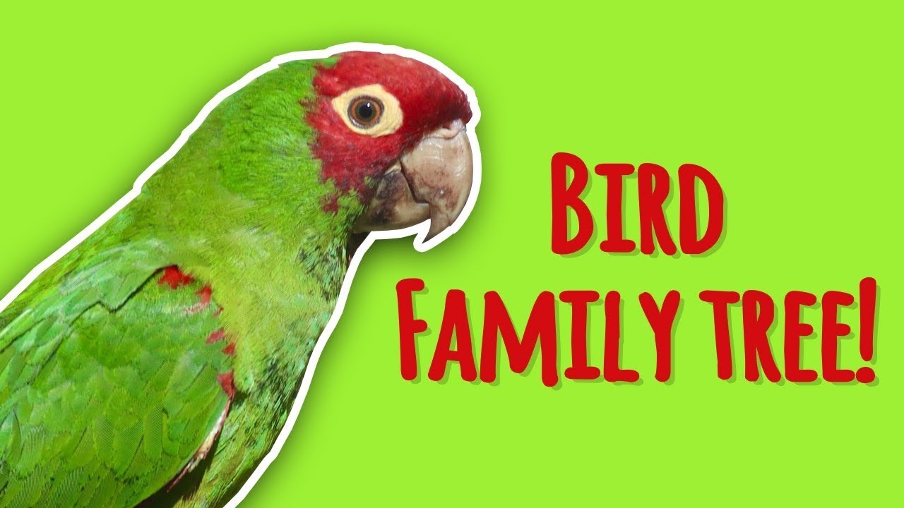 Backyard Birding Episode 4: Exploring Bird Diversity #NHMLA #backyardbirding