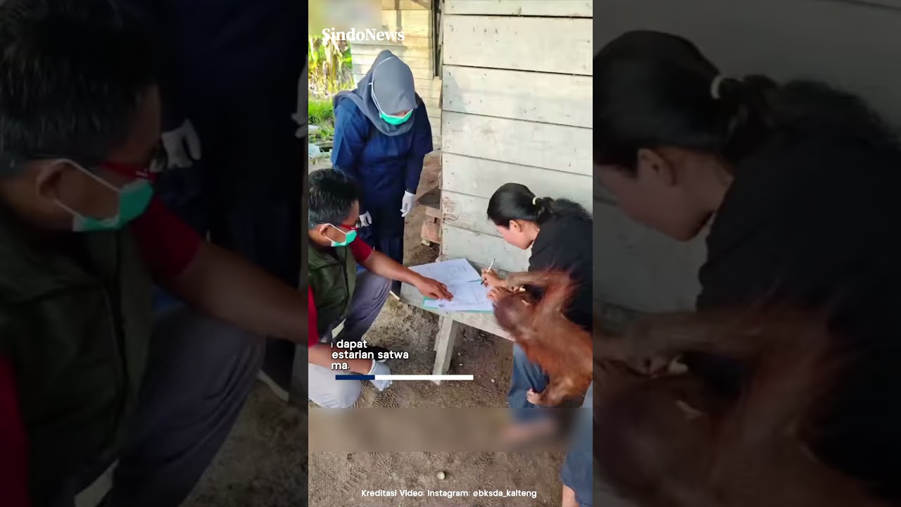 Momen Haru Perpisahan Bayi Orangutan dengan Ibu Asuhnya untuk Diserahkan ke BKSDA Kalimantan Tengah
