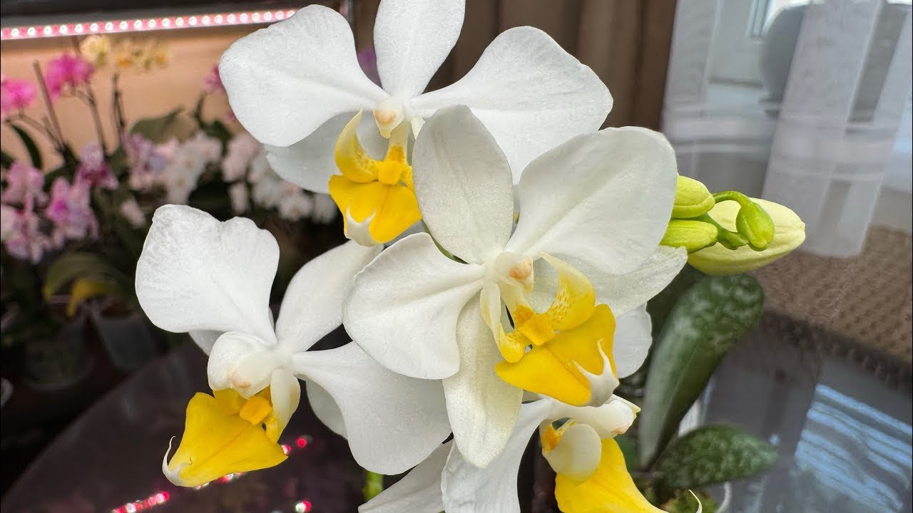 First bloom! Orchid Intermedia Yellow Linden
