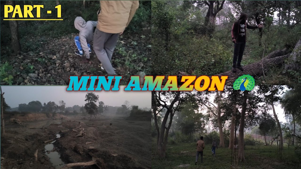 MINI AMAZON FOREST 🦚। घना जंगल। #vlogs #vlogger #vlog #vlogging #forest #youtube #viral #morning 