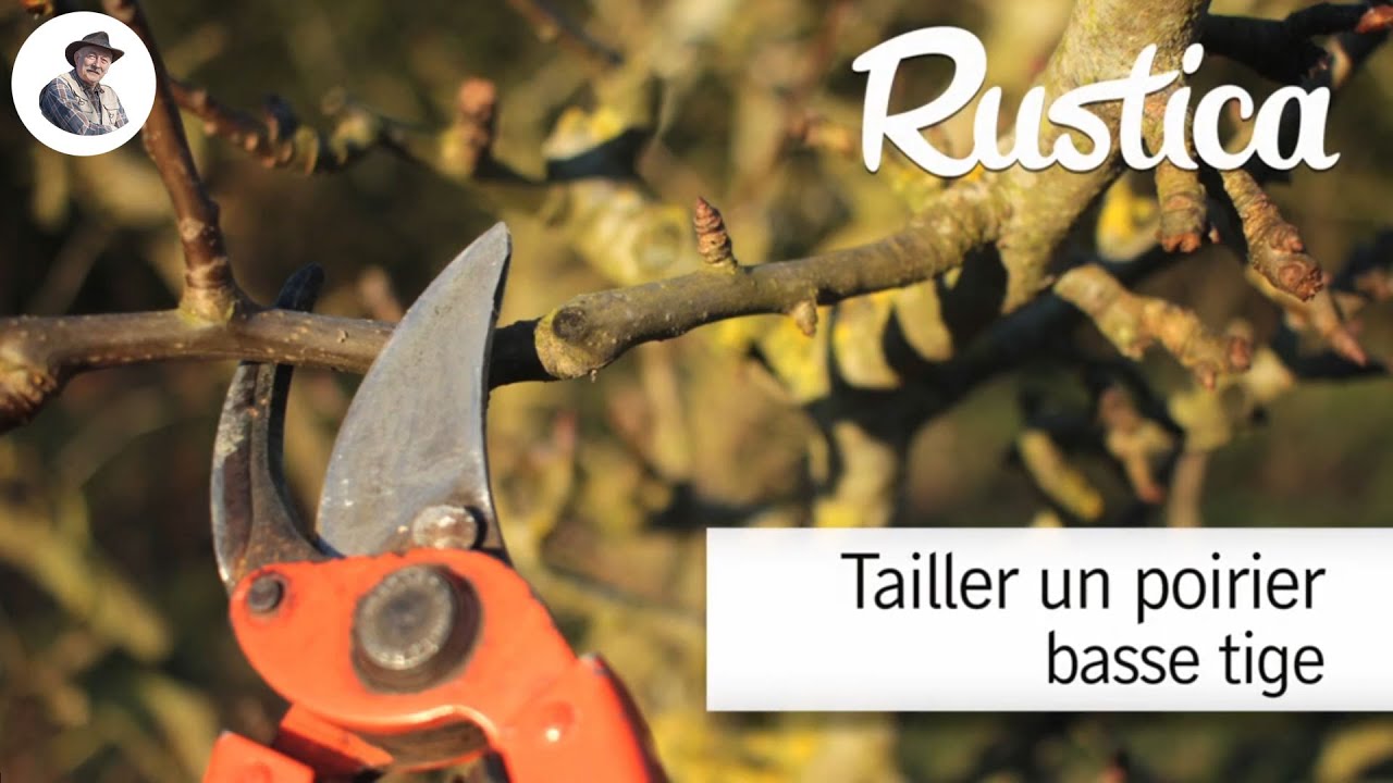 Tailler un poirier basse tige