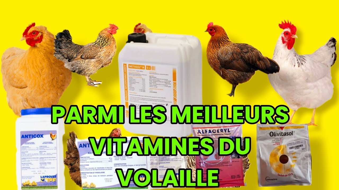 Astuce pour volaille voici parmi les meilleurs vitamines du volaille produits vétérinaire à écouter.
