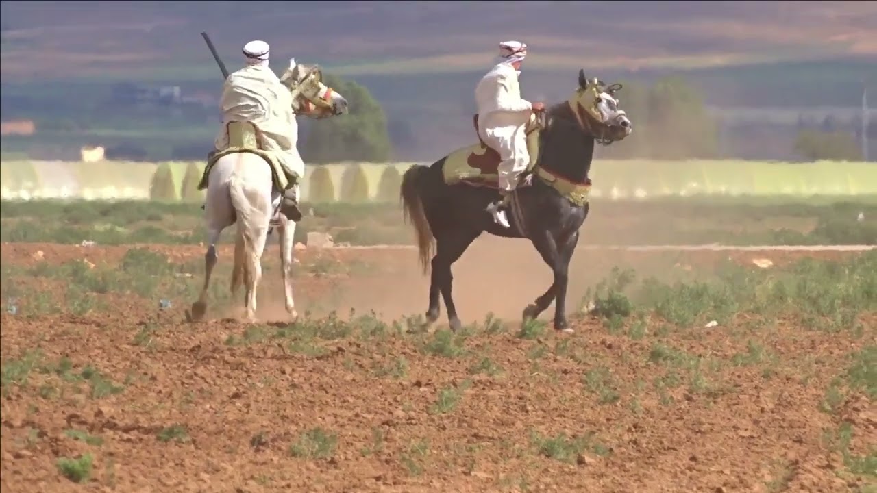فرسان سطيف العالي ( شويا دعم خاوتي )