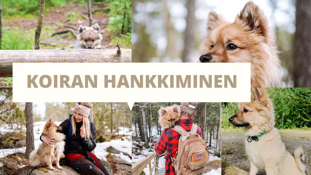 KOIRANPENTU HANKINNASSA - Mitä kannattaa ottaa huomioon?
