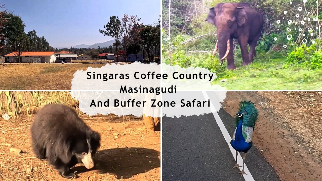 Trip to Singaras Coffee Country Masinagudi | Buffer Zone Safari | Wilderness | |#travel #masinagudi