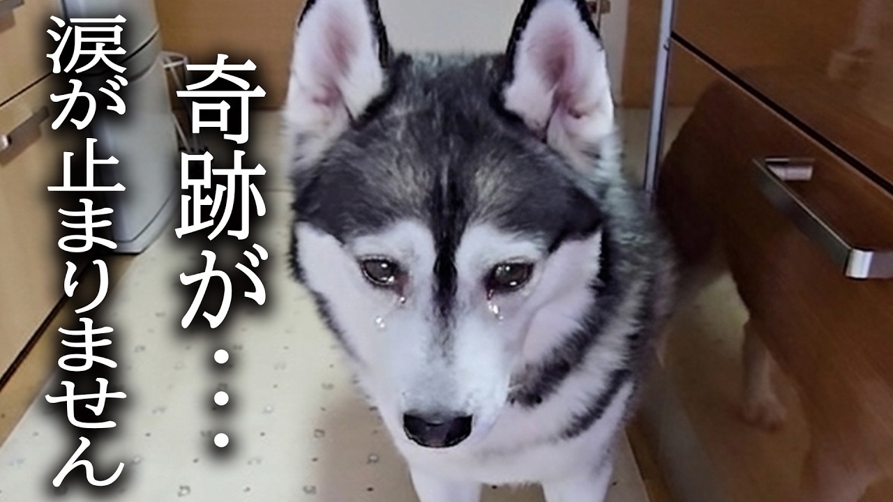 猫が徹夜で看病したら犬が急に泣き出してしまいました...