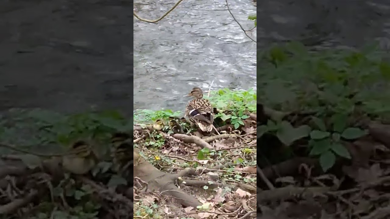 Fluffy duck babies 🦆🦆🦆❤️❤️❤️