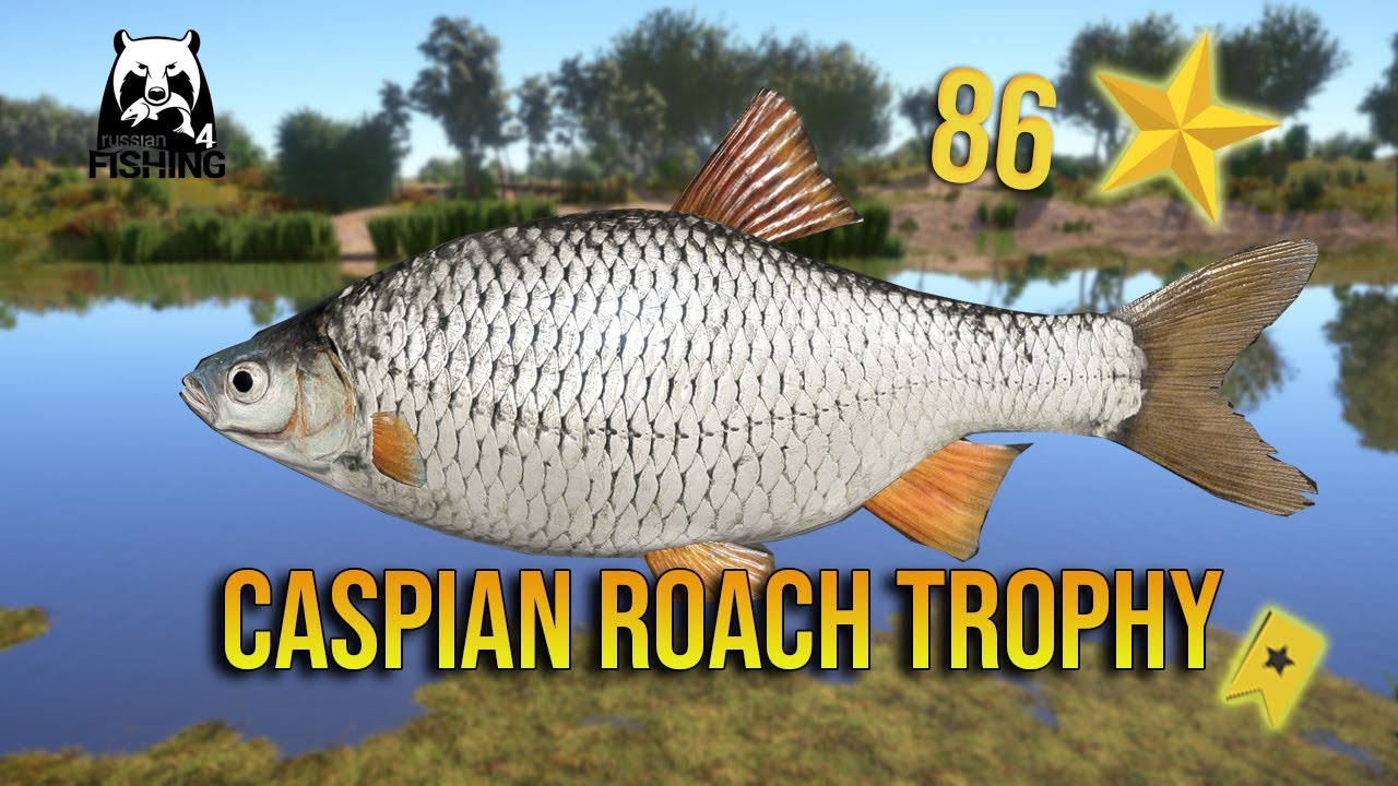 Caspian Roach Trophy at Akhtuba River - Russian Fishing 4
