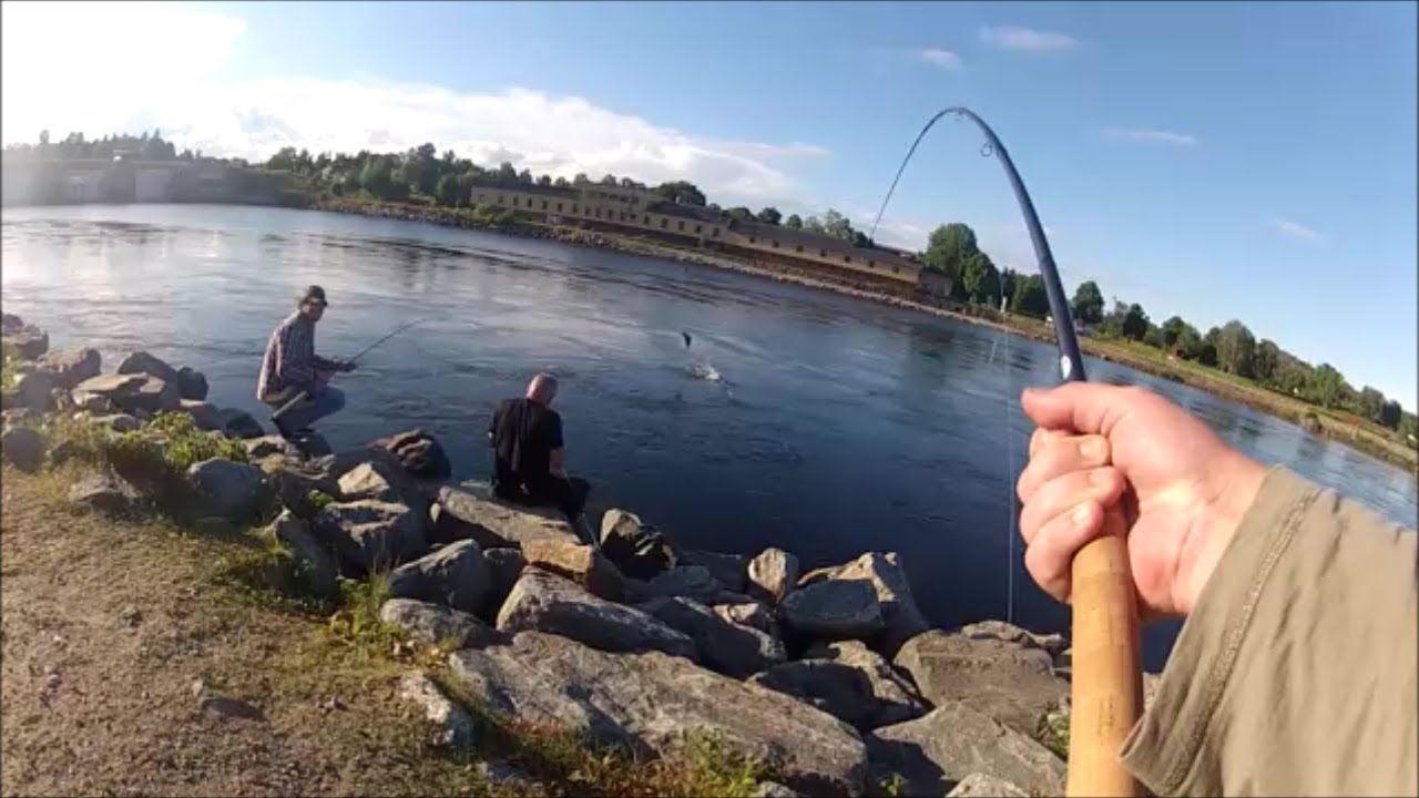 Lax i Ljusnan, flugfiske på Notholmen i Ljusne 7,9kg, Salmon in river Ljusnan at Notholmen