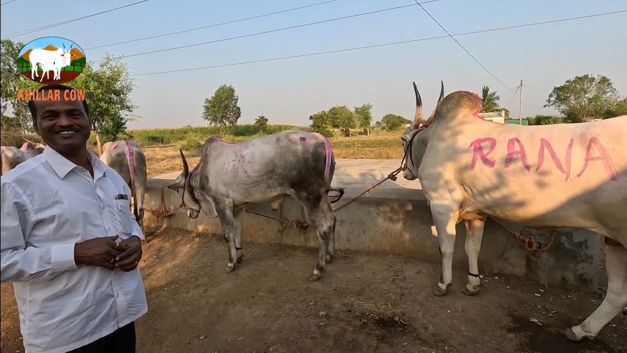 कशी करायची चांगली पैदास ? khillar cow