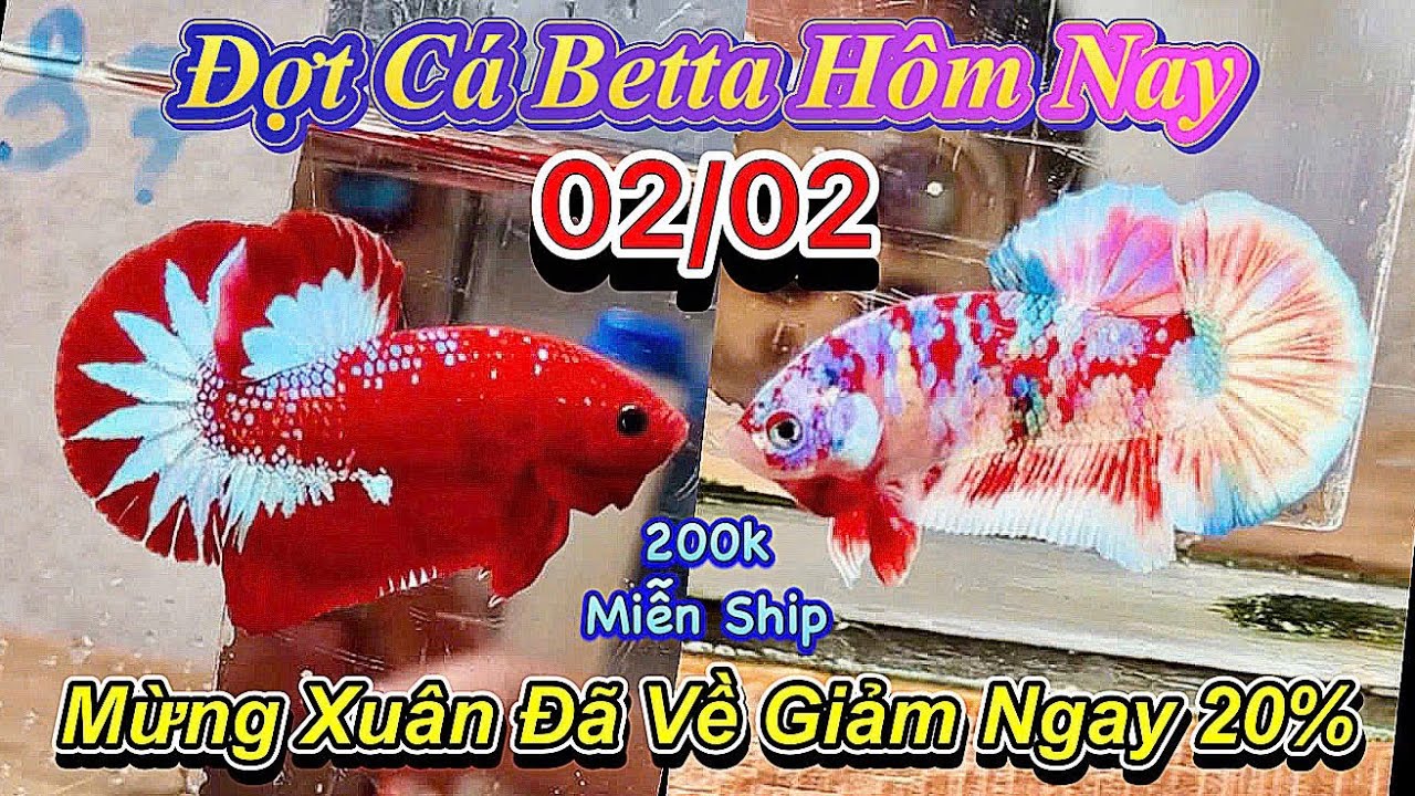 ❤️02/02/2026_Clip Betta Mới Siêu Khuyến Mãi_GIẢM 20% Mỗi Bé_Màu Gắt_Form Gấu❤️
