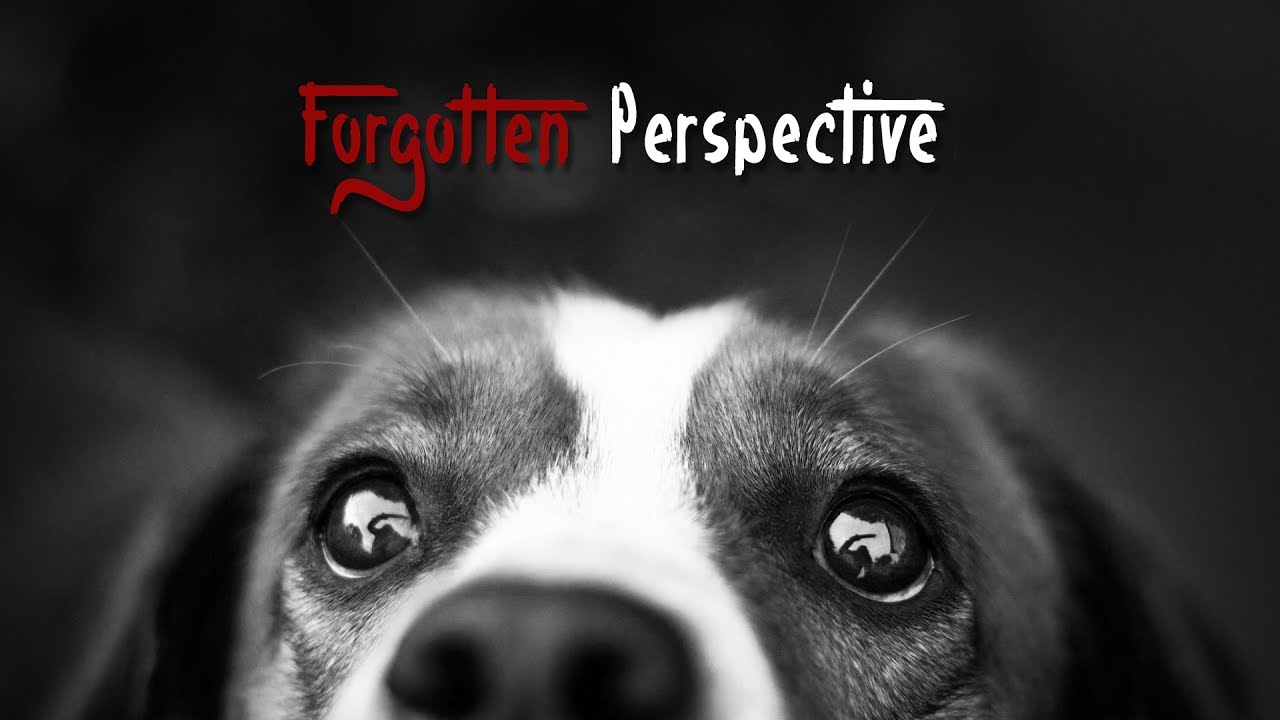 Forgotten Perspective - A Short Film on Animal Rights & Welfare