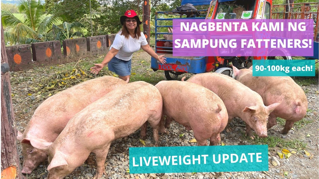 SAMPUNG FATTENERS SOLD! | Babuyang Walang Amoy | Farm Life in Cagayan Province