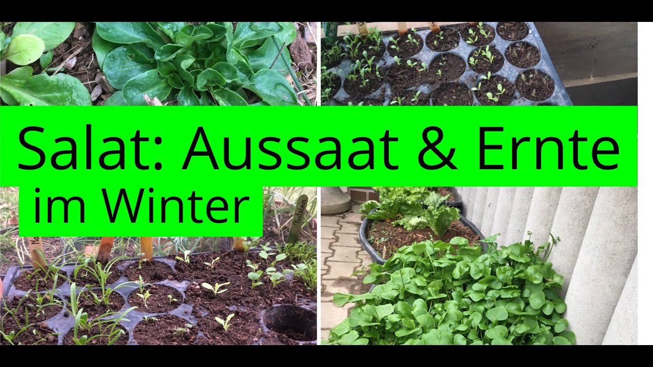 Salate - Anzucht, Jungpflanzen und Ernte im Winter ☘️