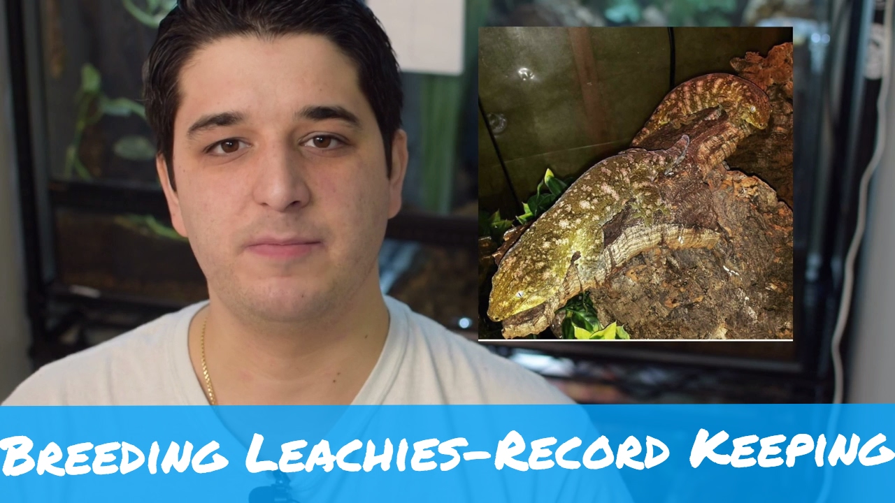 Breeding Leachianus- Importance of Record Keeping