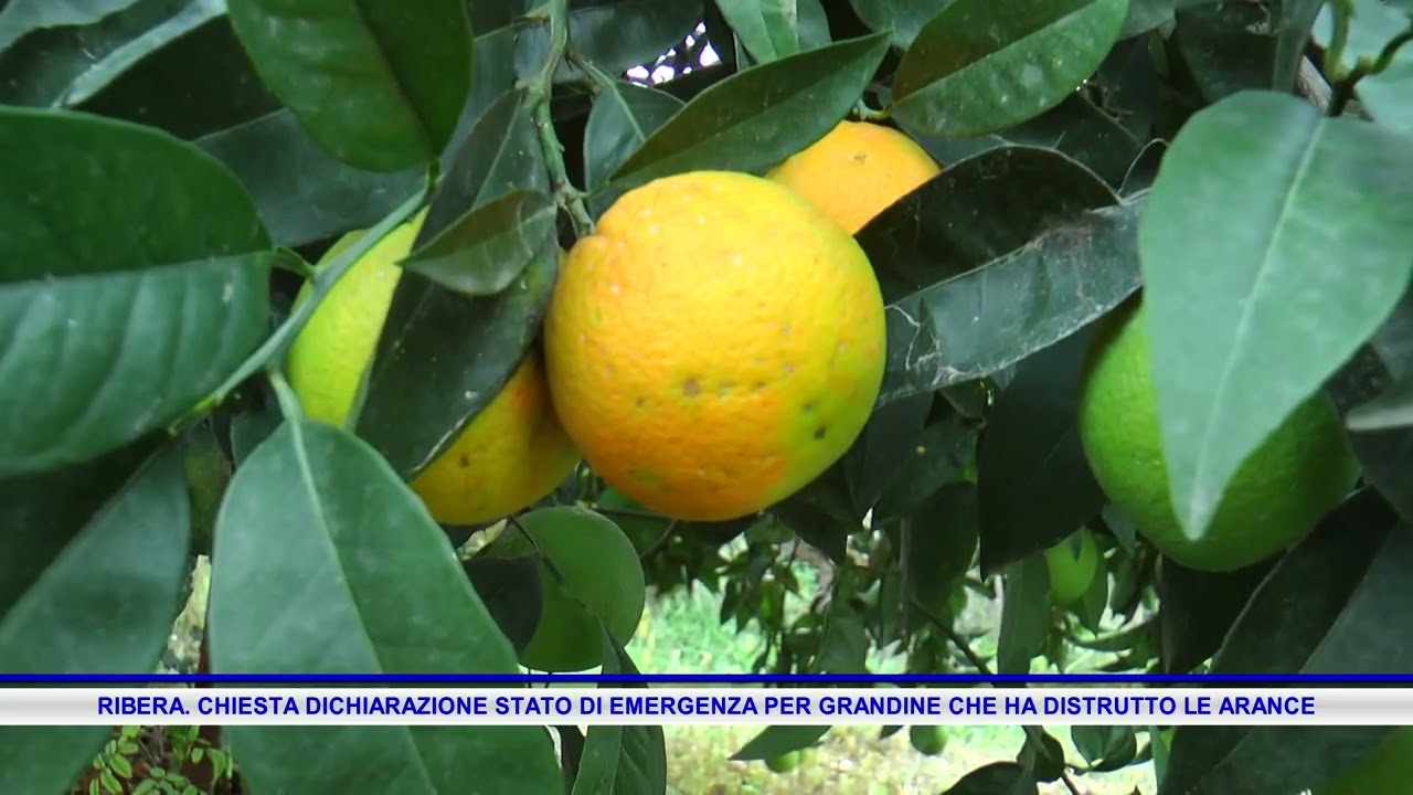 RIBERA  CHIESTA DICHIARAZIONE STATO DI EMERGENZA PER GRANDINE CHE HA DISTRUTTO LE ARANCE