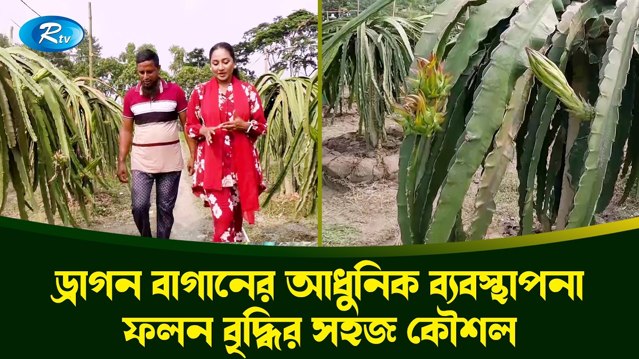 ড্রাগন বাগানের আধুনিক ব্যবস্থাপনা ফলন বৃদ্ধির সহজ কৌশল | Krishi O Kristi | কৃষি ও কৃষ্টি | Rtv