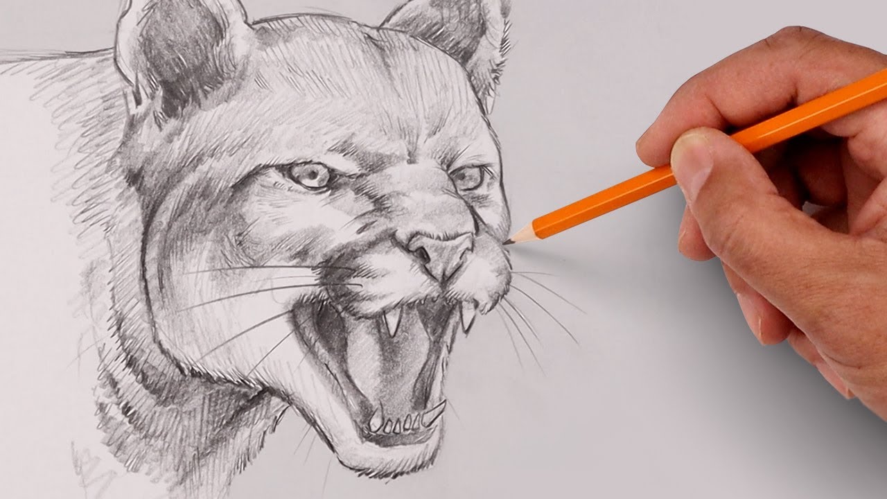 How To Draw a Cougar | Step By Step Sketch Tutorial