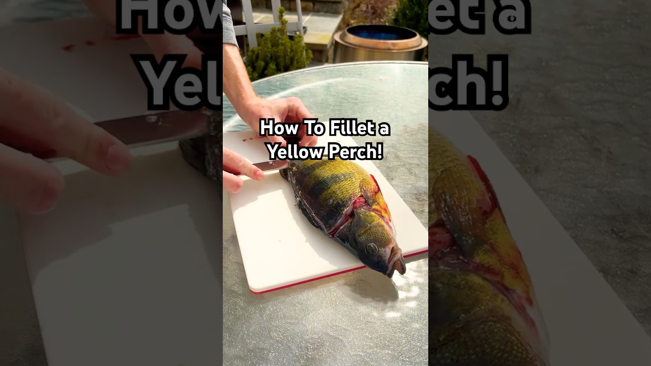 How to Fillet a Yellow Perch (2lb PERCH!) #yellowperch #howtofillet #howto #filletingfish #fishing