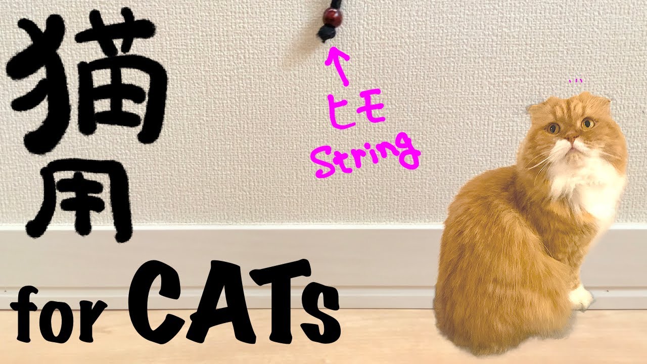 【猫用動画】紐/【VideoForCats】String