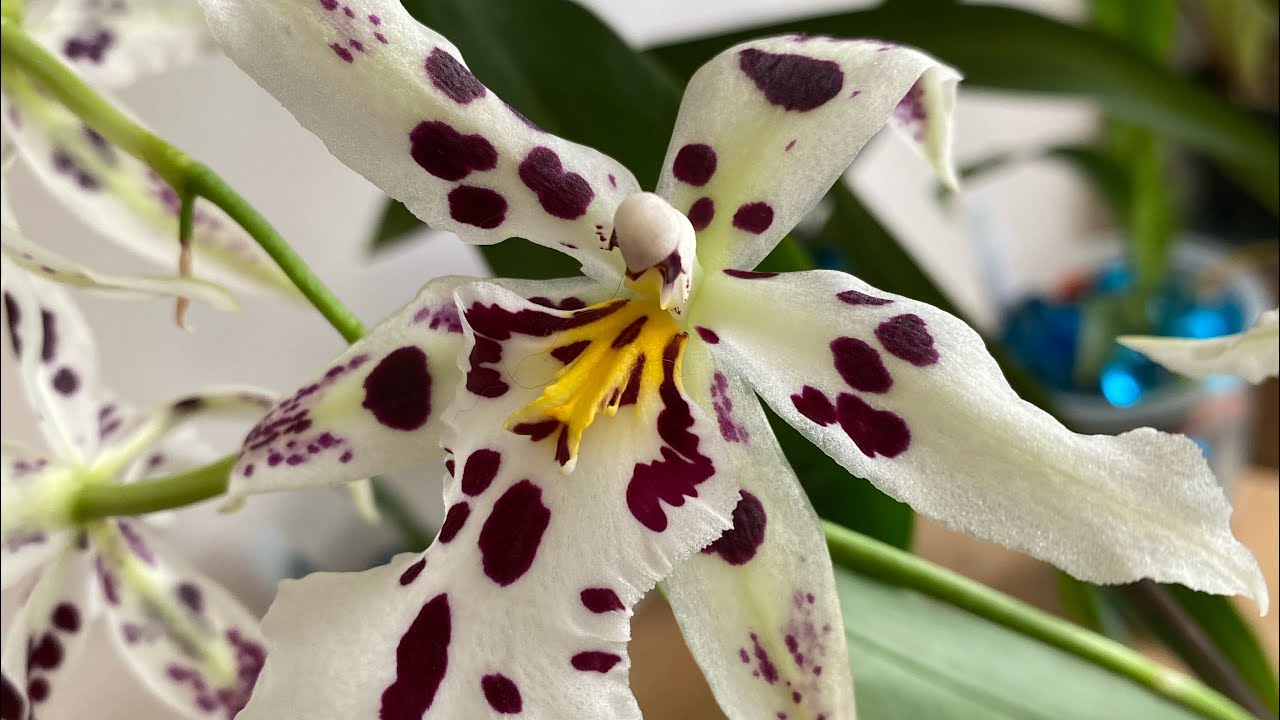 Oncidium Transfer to Water Culture-Week 8