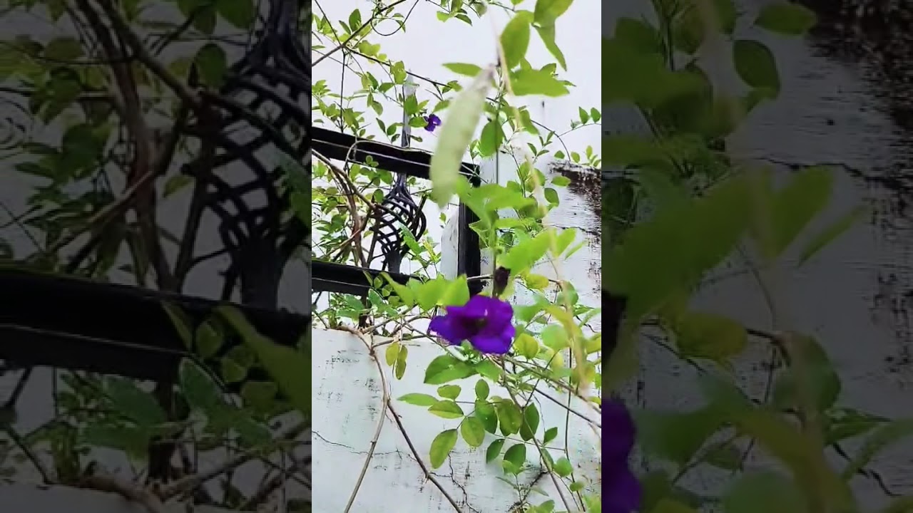 Beautiful Aparajita🪻🦋 #butterflypea #darwinpea #bluebellvine #creeper #hardyplant