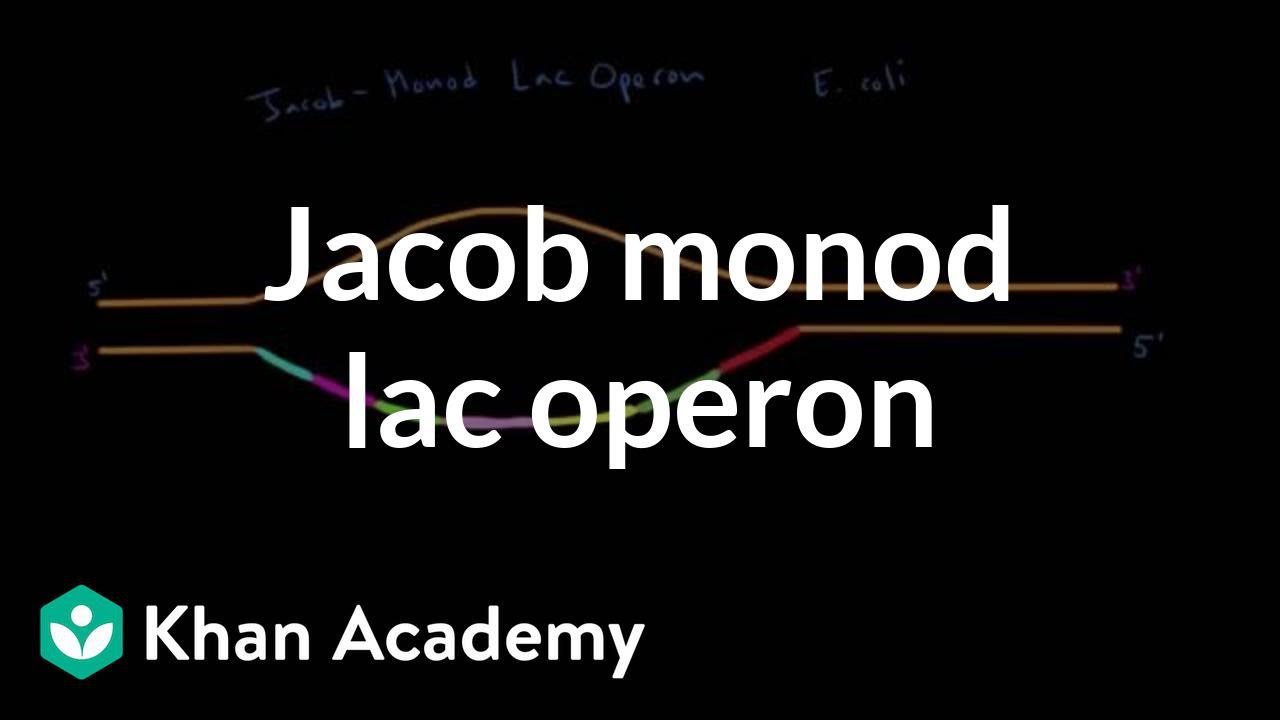 Jacob Monod lac operon | Biomolecules | MCAT | Khan Academy