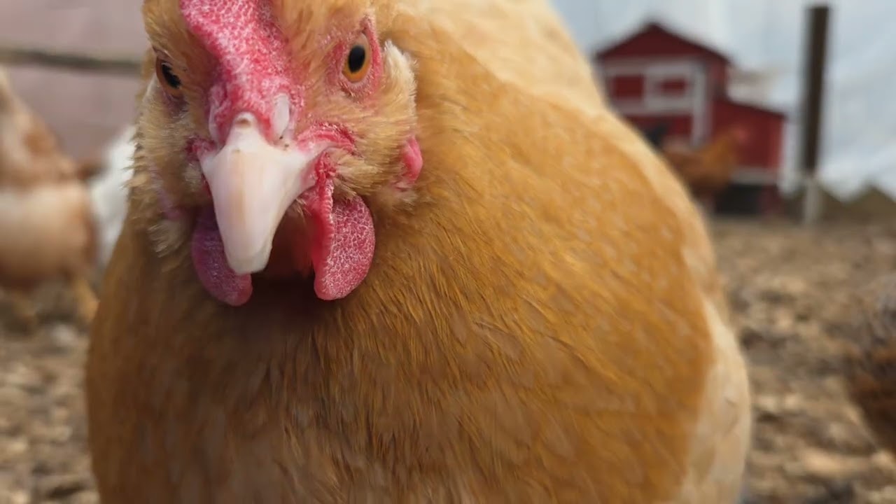 Hangout with the chickens 🐔🐓 #backyardchickens #chickentenders #featheredfriends