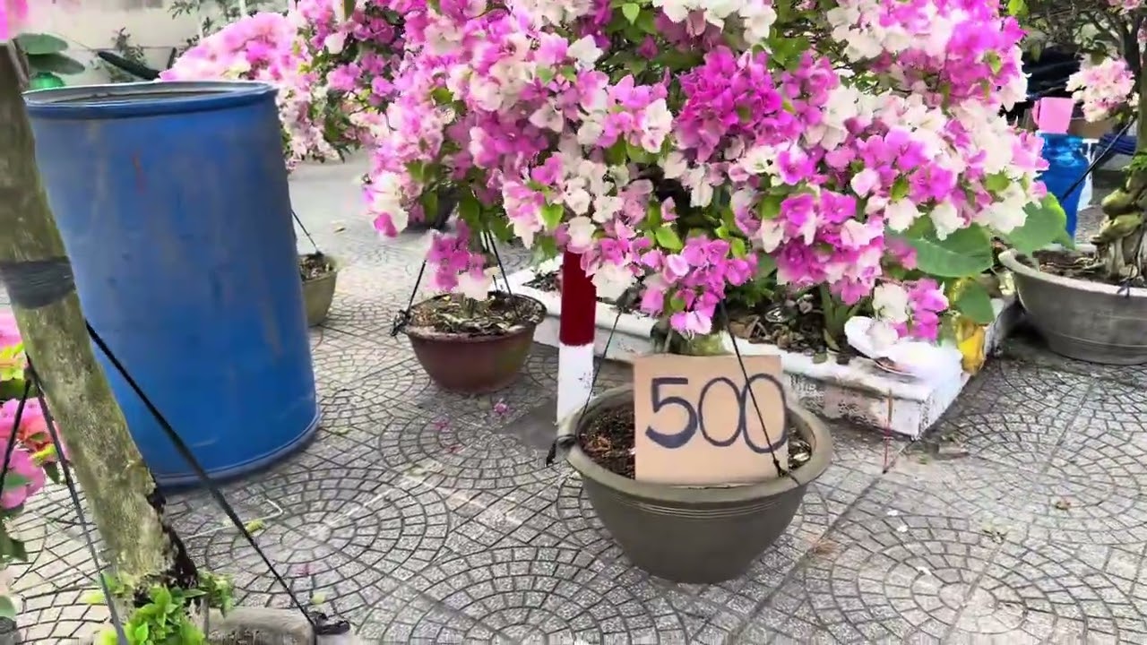 Hoa Giấy “Hội Hoa Xuân Bến Tre 2026”