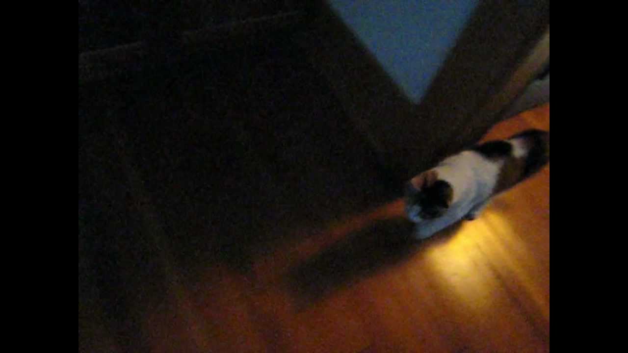 All About Ginger The Cat