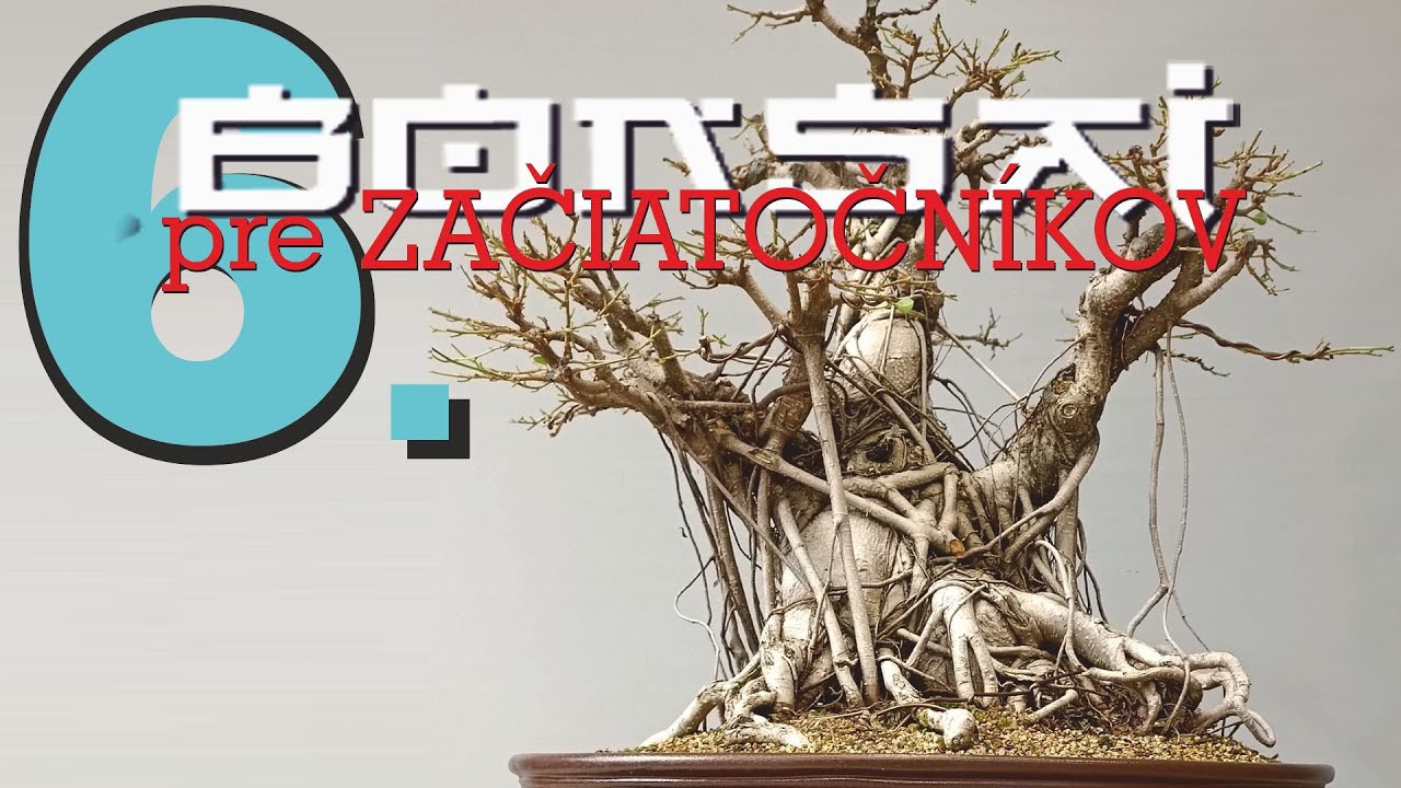 BONSAI pre začiatočníkov, blog6.