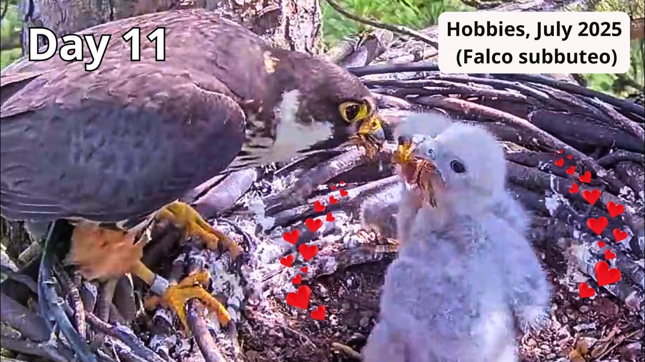 Hobby (Falco subbuteo) 2025, Day 11: Dragonflies, Bats🦇,🦋, 🐦 & Little Wingers🪽July 2025