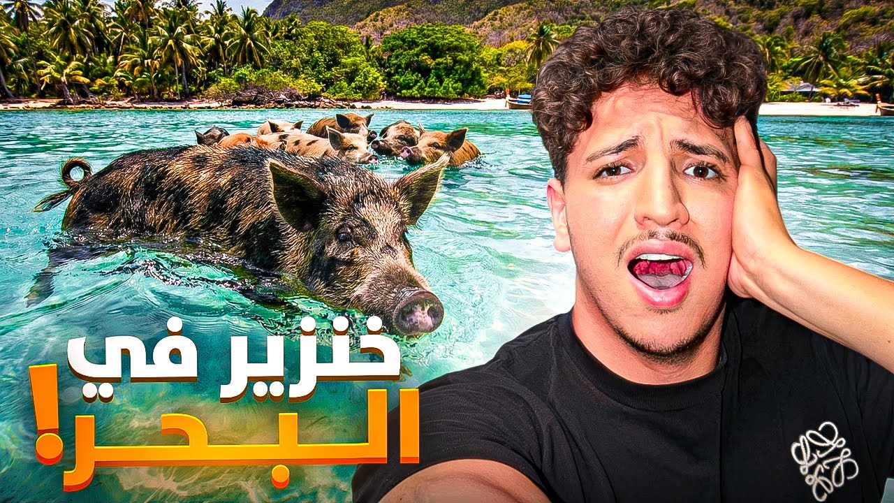 لقينا الحلوف كيعوم فالبحر فتايلاند 🐷😳 We found pigs swimming in the sea in Thailand 🇹🇭