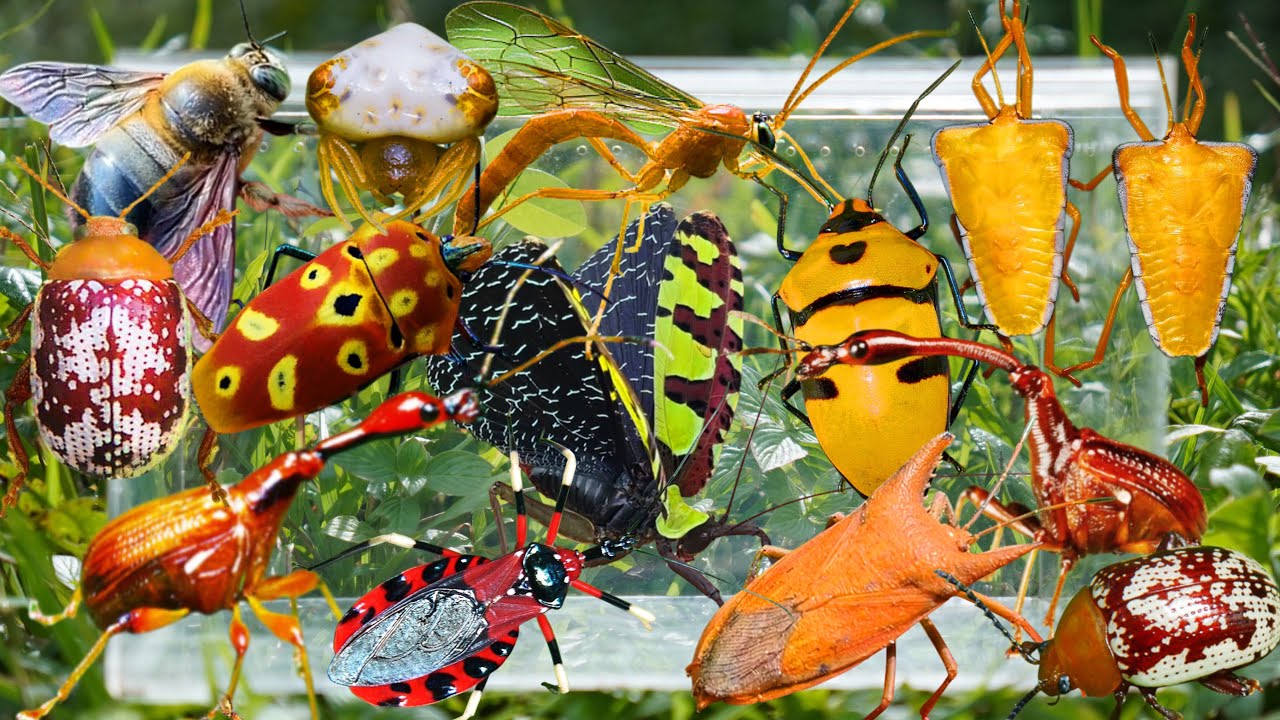 Wild Insect Hunting: Long-Necked Beetles, Exotic Grasshoppers, Rare Stink Bugs & More