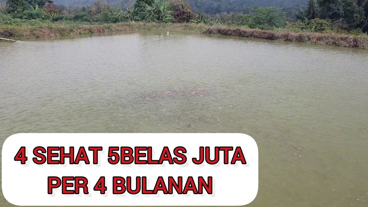 NILA HITAM USIA 2 BULAN || 4SEHAT 5BELAS JUTA