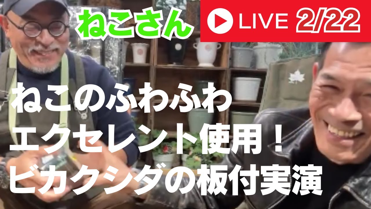 ねこのふわふわエクセレント使用！ビカクシダの板付実演！
