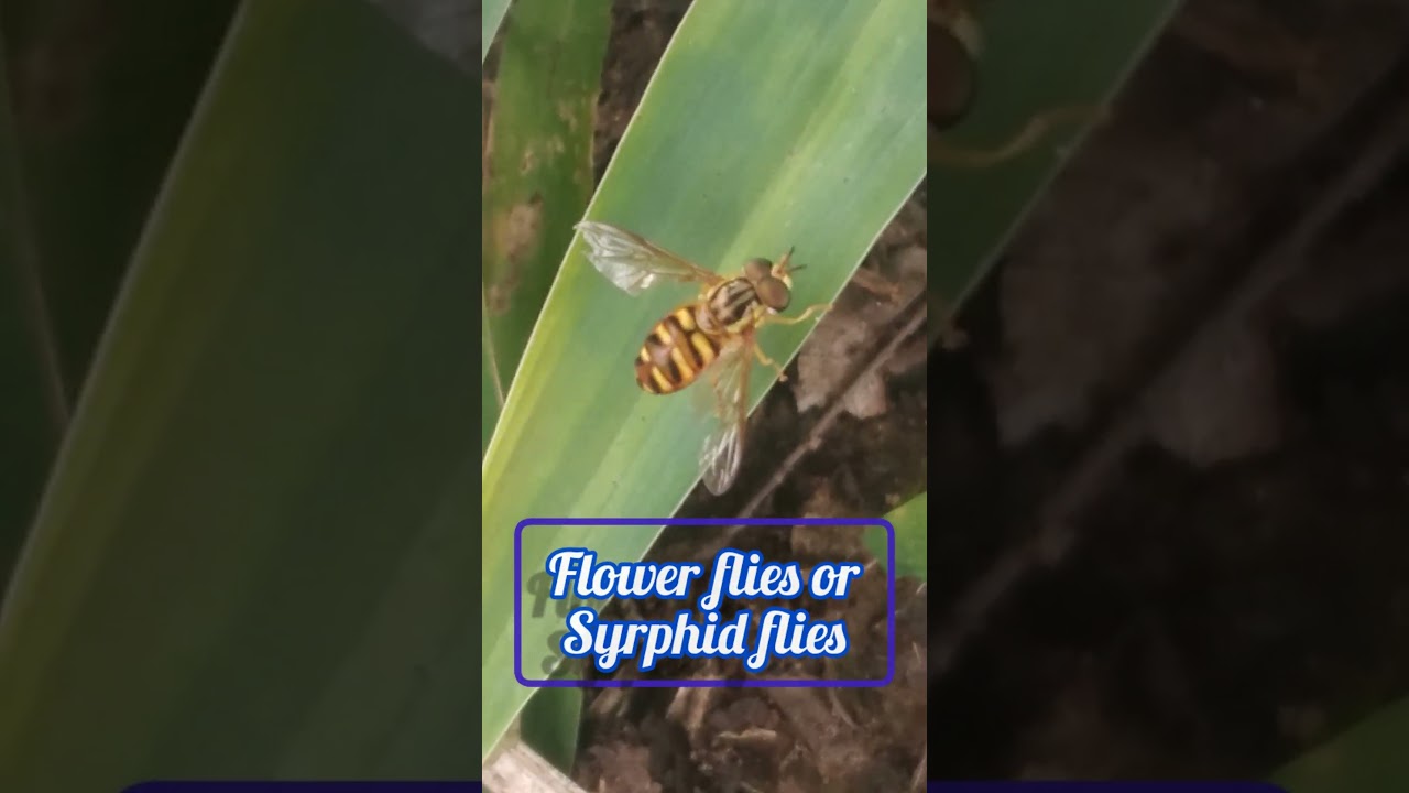 #Helophilus pendulus #Dazzling marsh lover#The footballer#A species of Hoverflies;flower flies