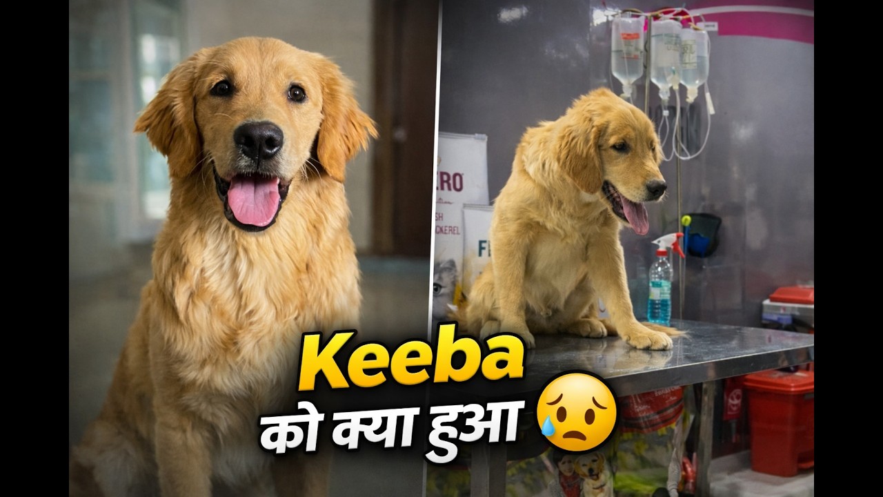 Keeba fell sick 😔🐾 | Emergency  Vet visit 😒