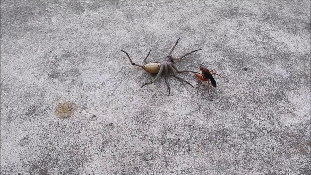 Blue-winged-wasp and Wolf spider