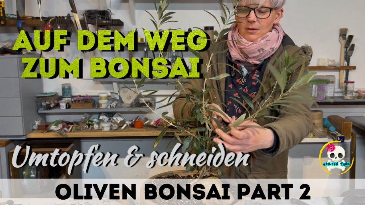 Oliven Bonsai umtopfen & schneiden | Bonsai selber machen