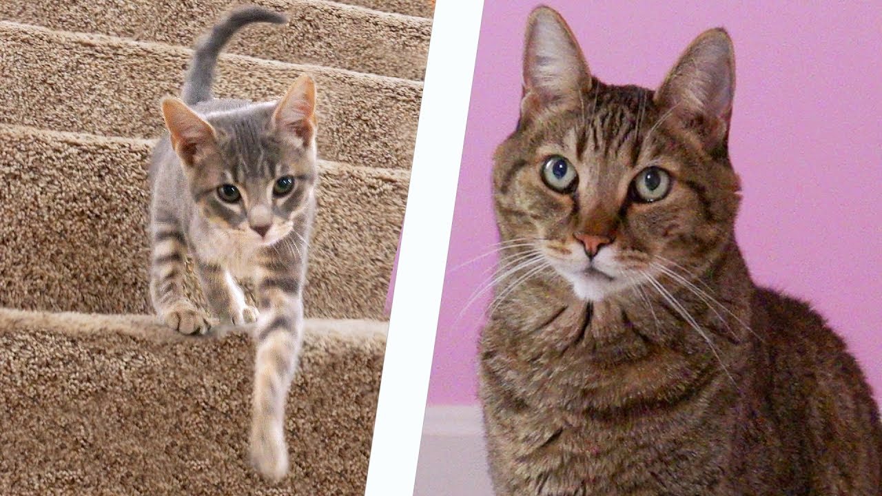 Sparta Cat Meets Baby Kitten For The First Time