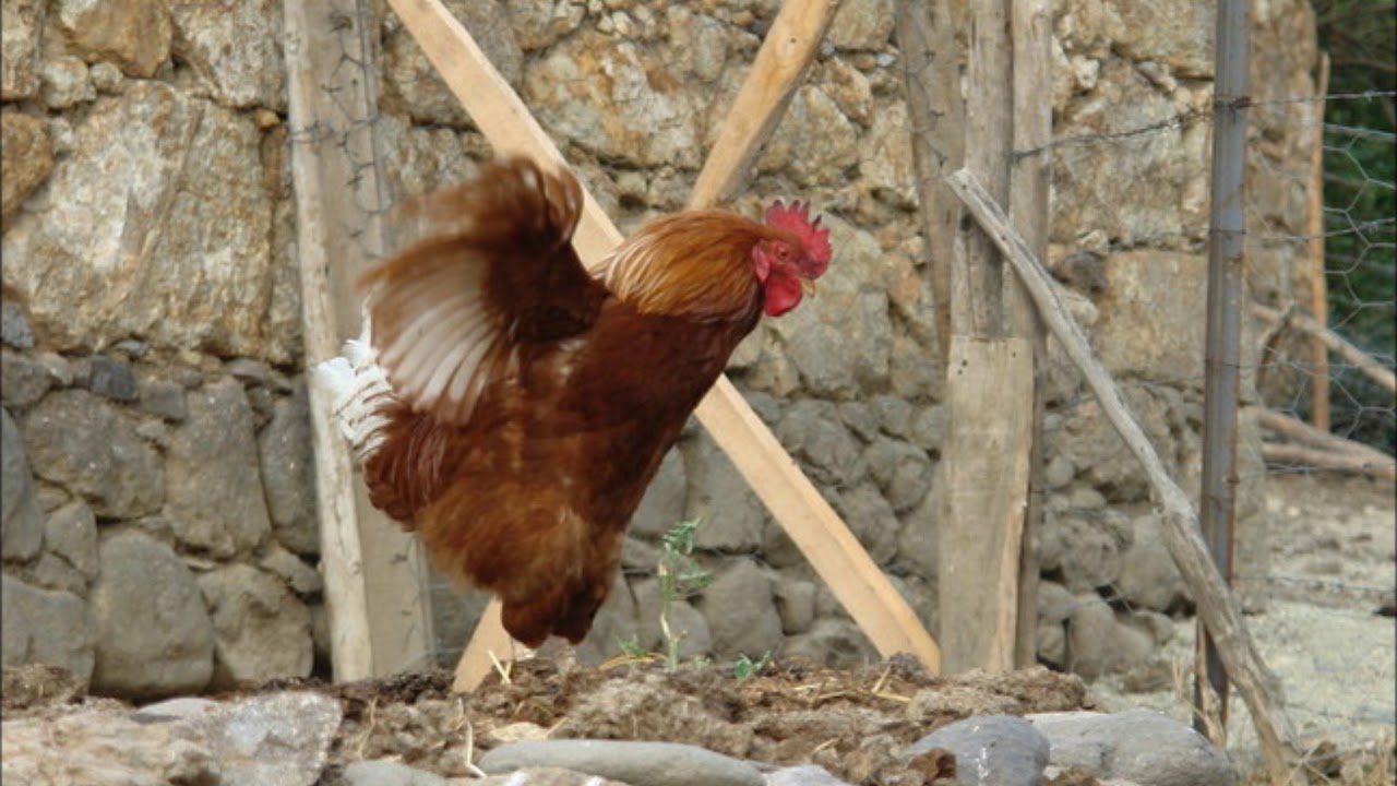 Müstecap Sokakları