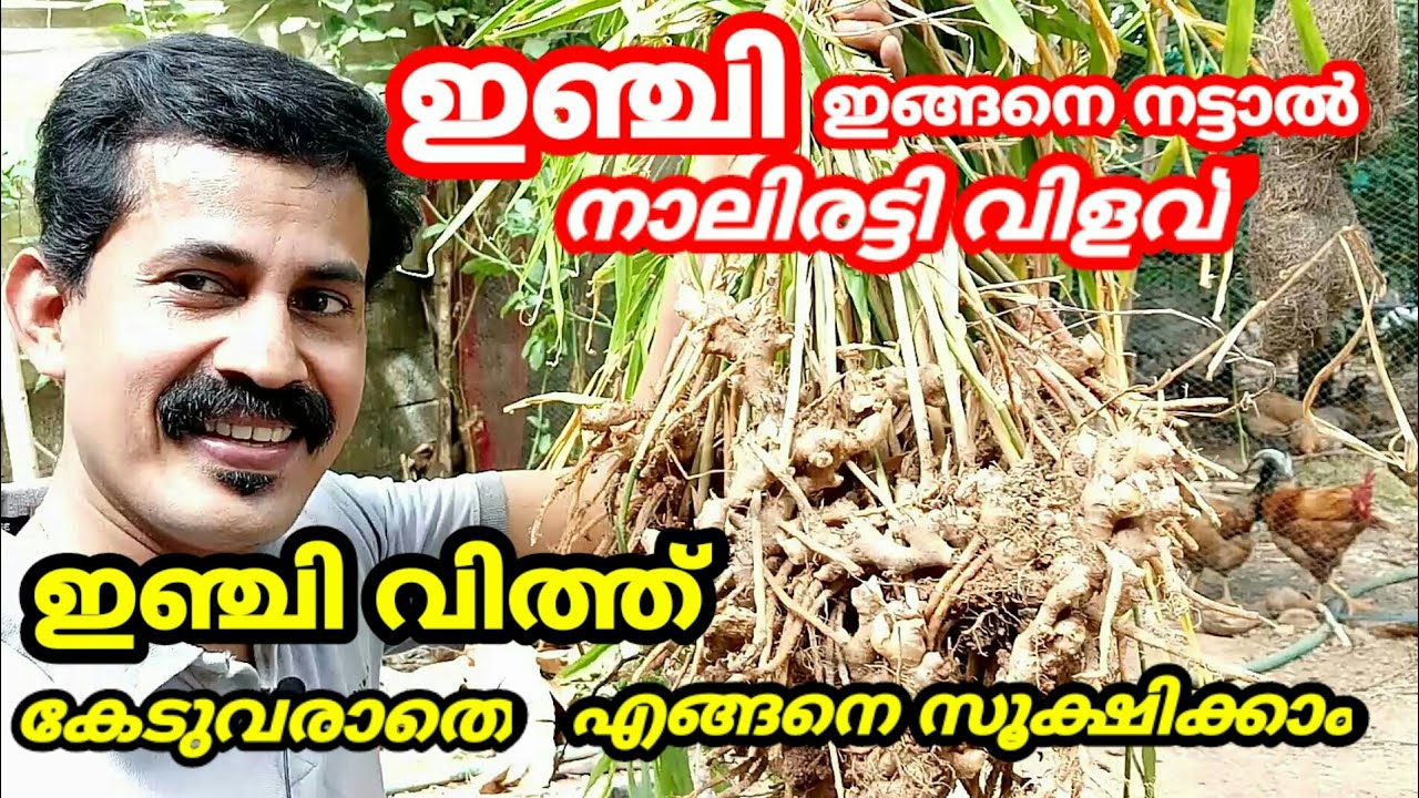 ഇഞ്ചി വിത്ത് എങ്ങനെ കേടാവാതെ സൂക്ഷിക്കാംഇഞ്ചി വിളവെടുപ്പ്How save Gingerseed Malayalam Gingerfarming